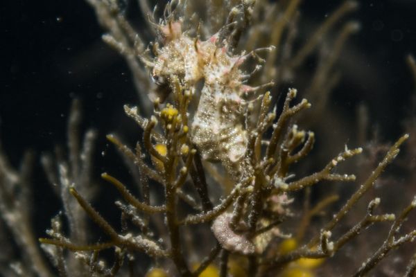 Shorthead Seahorse - Edithburgh Jetty - Undated - Dive 0