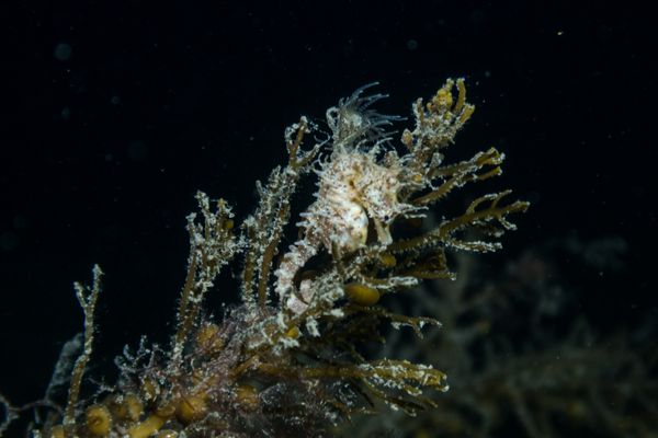 Shorthead Seahorse - Edithburgh Jetty - Undated - Dive 0