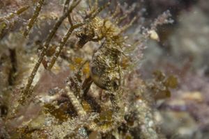 Shorthead Seahorse