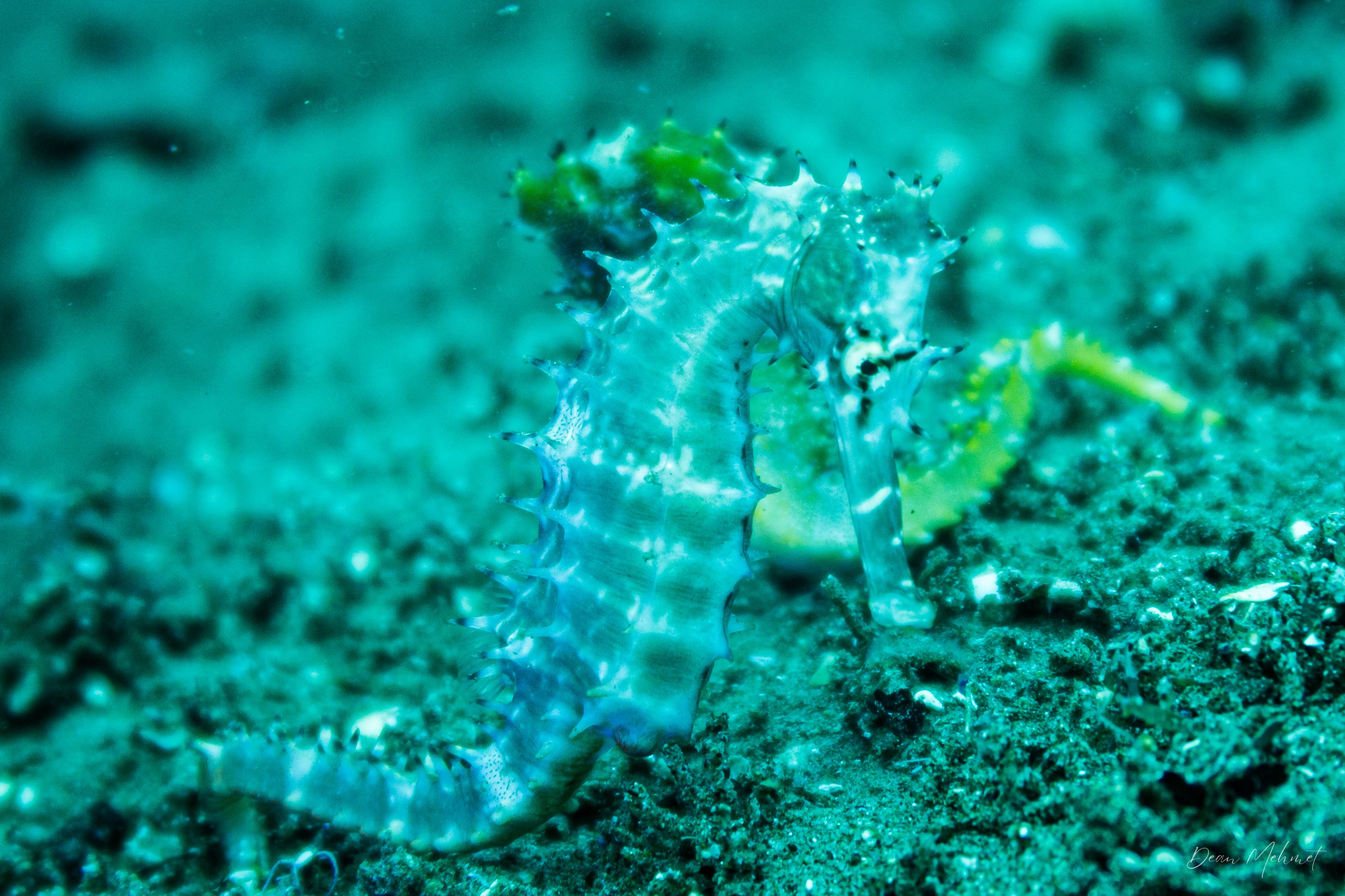 Spiny Seahorse