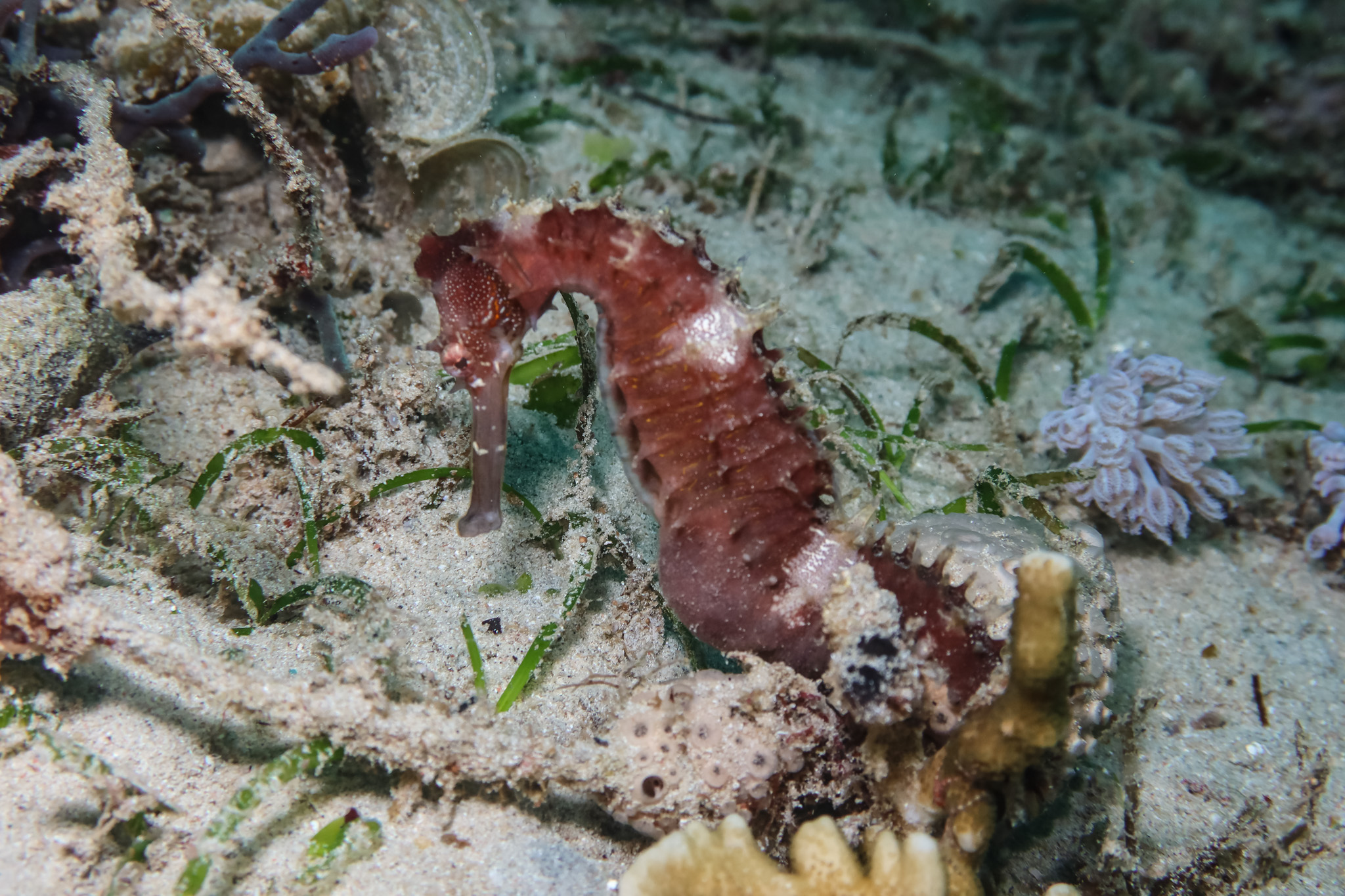 Spiny Seahorse