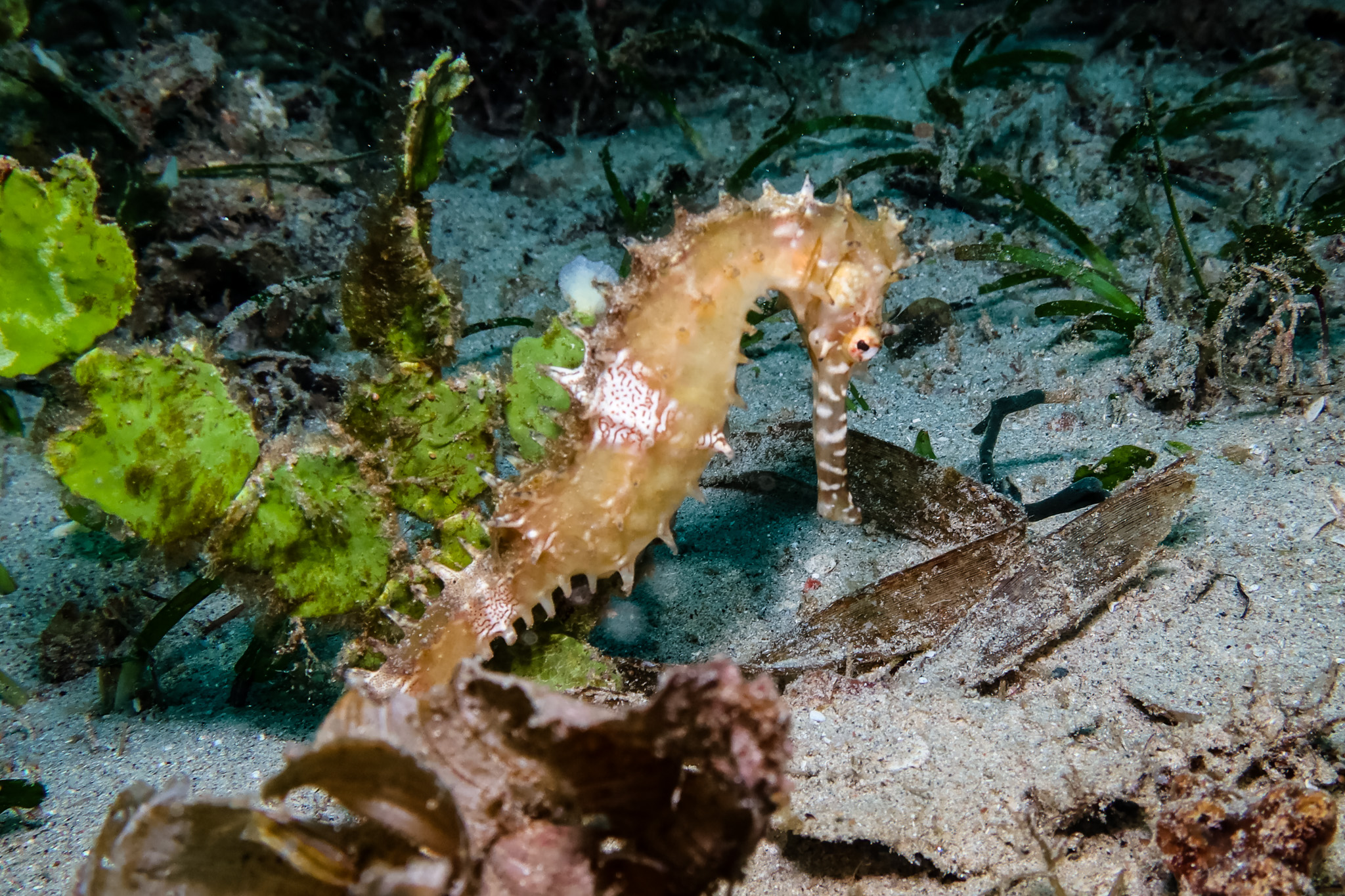 Spiny Seahorse
