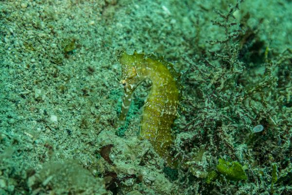 Spiny Seahorse - Photo 1