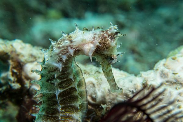 Spiny Seahorse - Photo 2