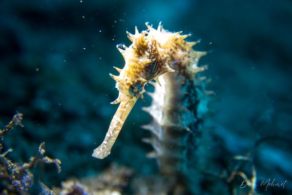 Spiny Seahorse - Photo 3
