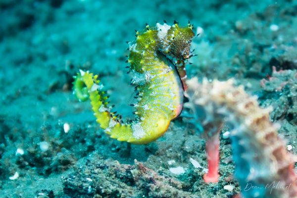 Spiny Seahorse - Photo 4