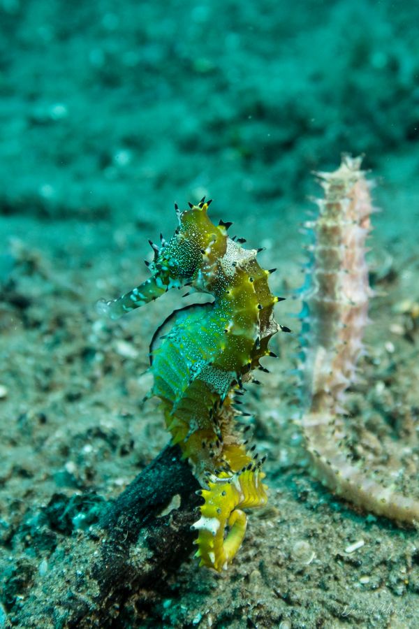 Spiny Seahorse - Photo 5