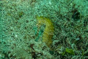Seahorses representative species