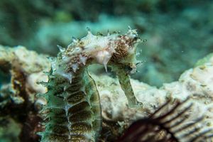 Spiny Seahorse