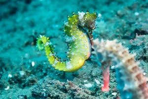Spiny Seahorse