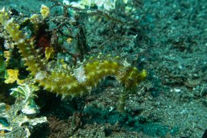 Spiny Seahorse