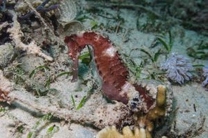 Spiny Seahorse
