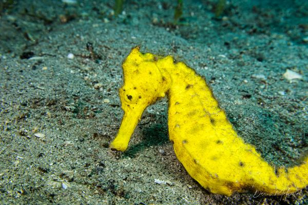 Common Seahorse - Photo 1