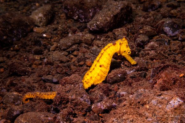 Common Seahorse - Photo 3