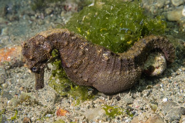 Common Seahorse