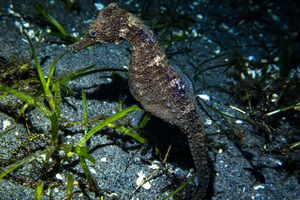 Common Seahorse