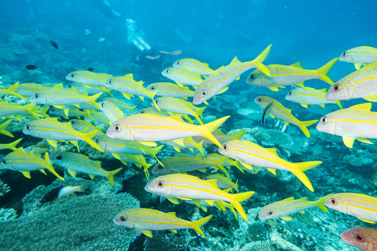 Goldstripe Goatfish hero image