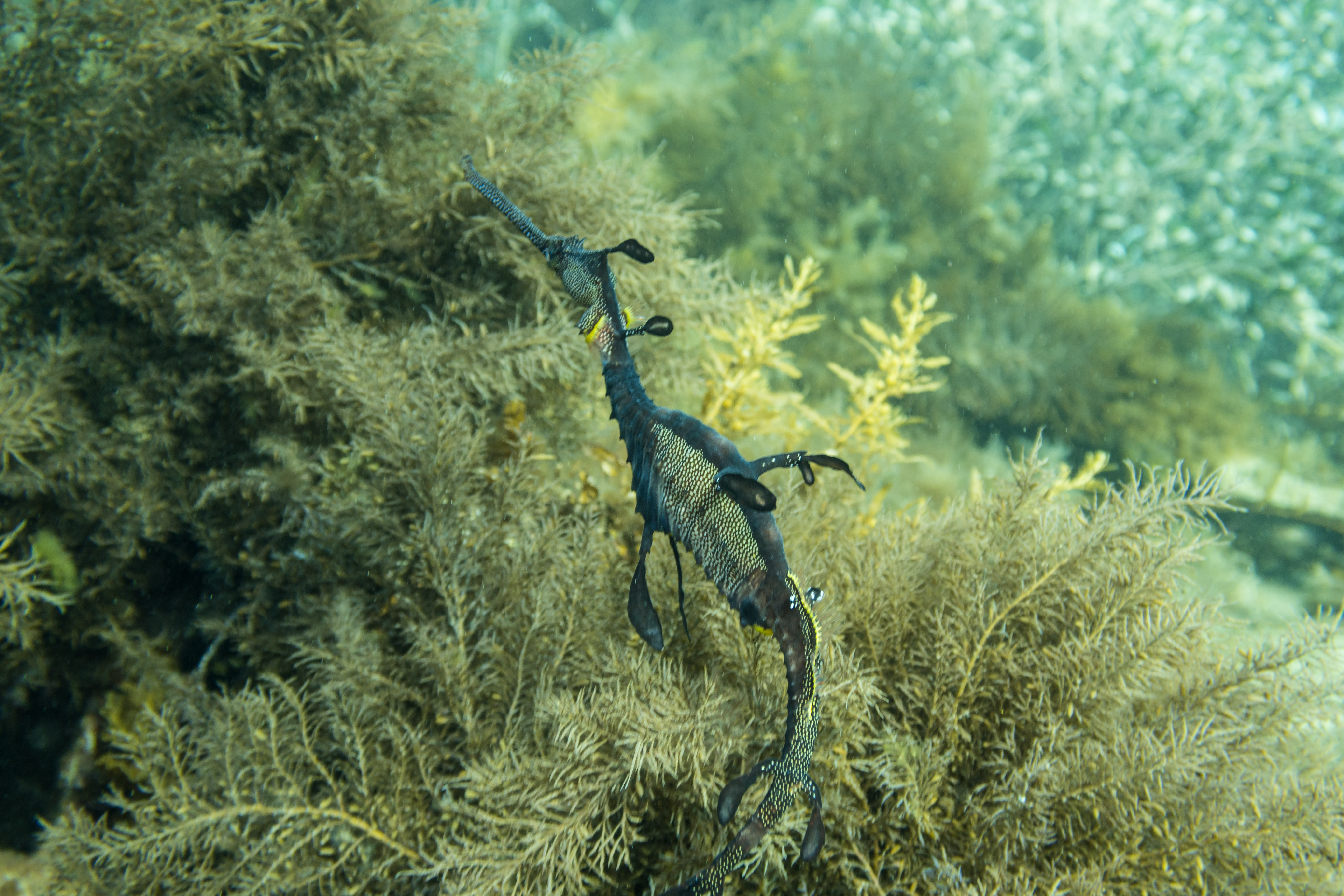 Common Sea Dragon
