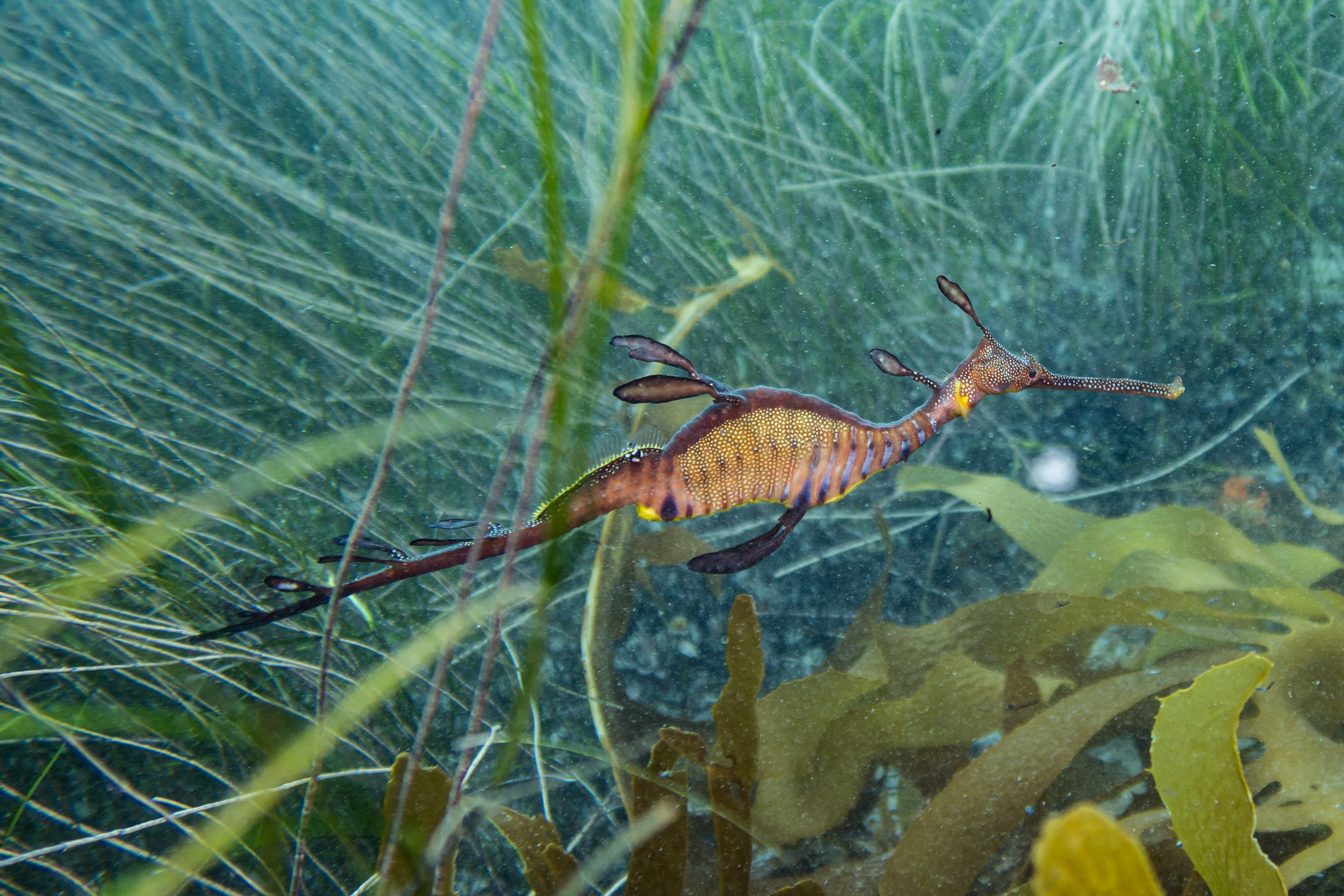 Common Sea Dragon