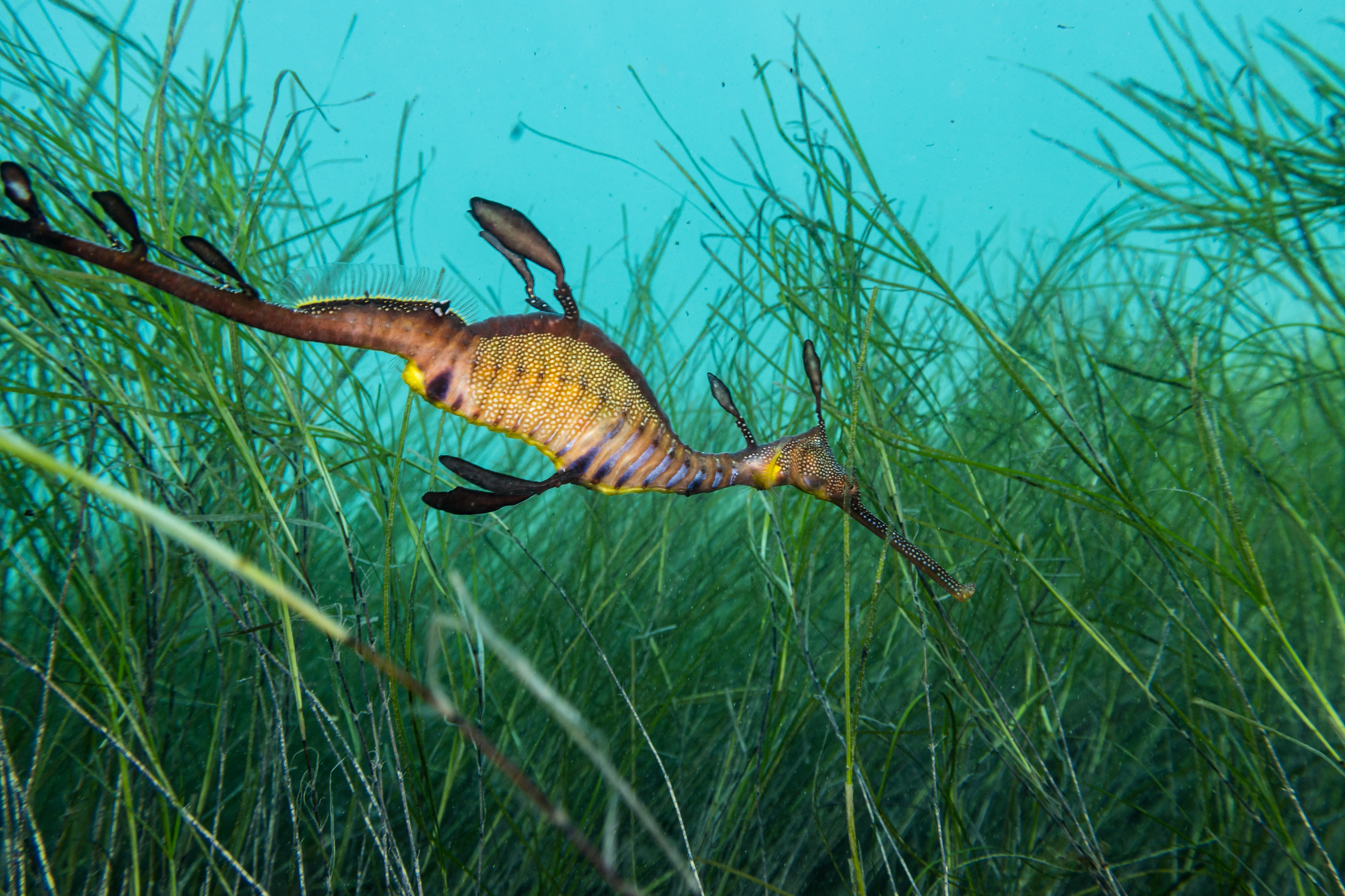 Common Sea Dragon
