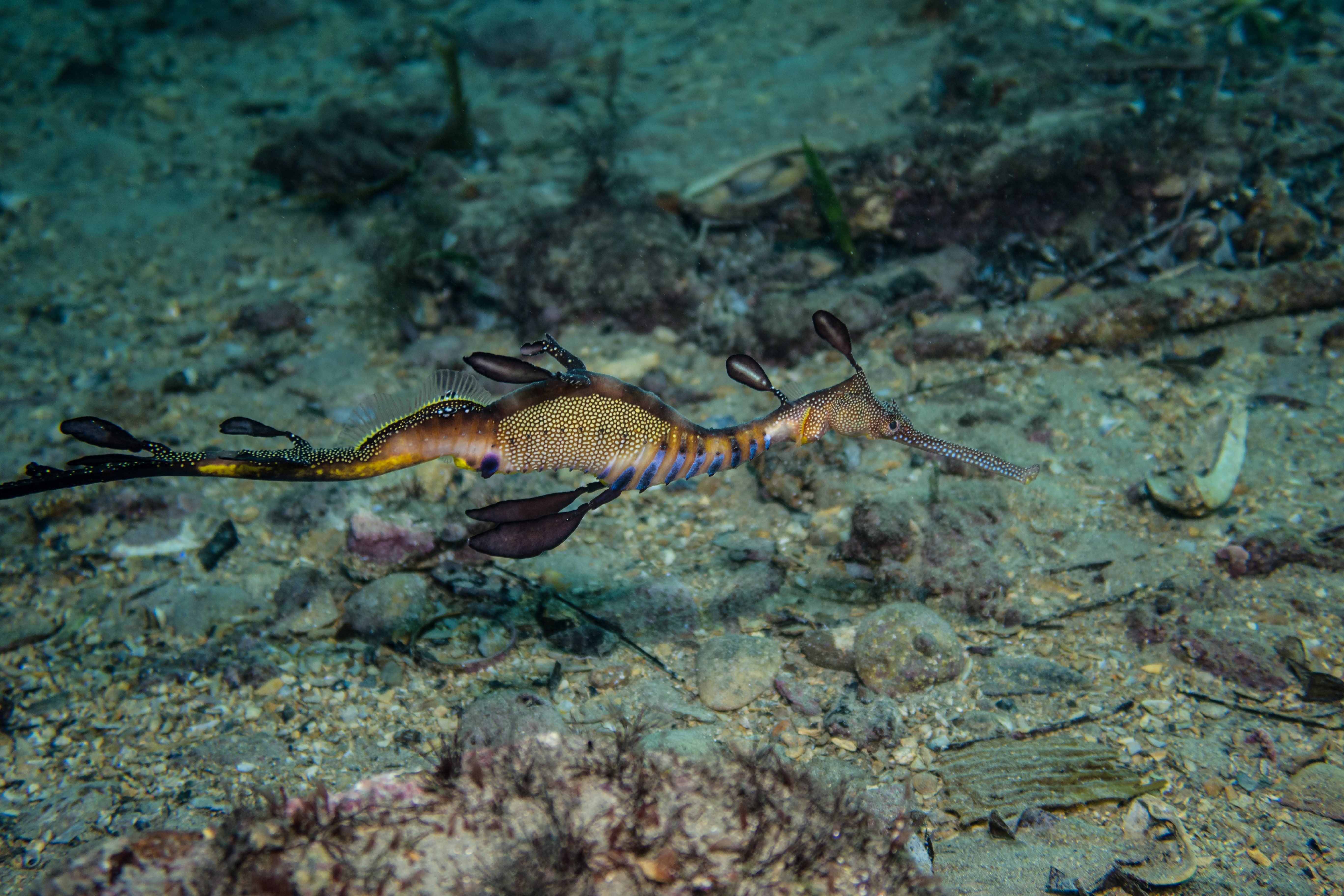 Common Sea Dragon