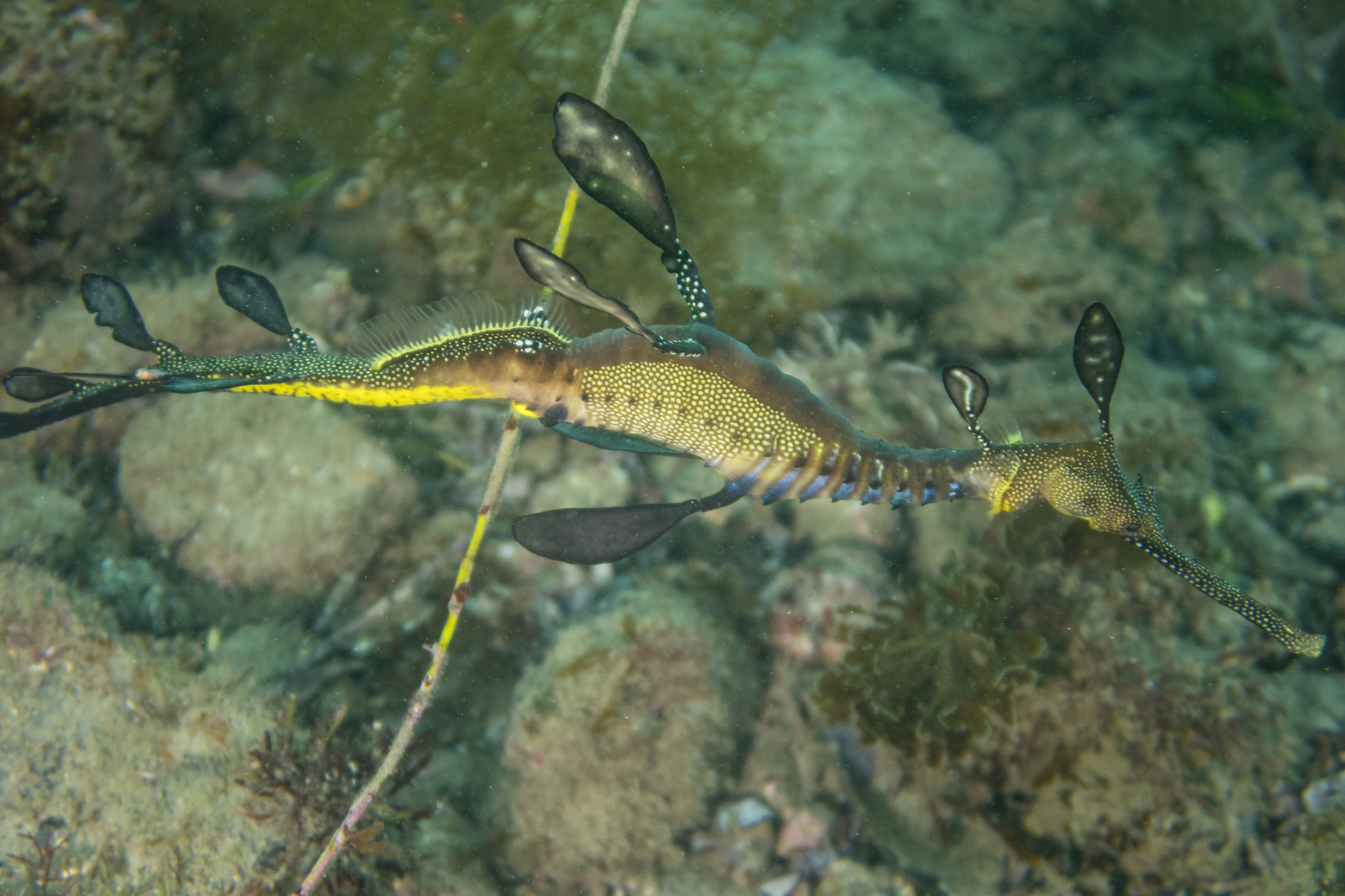 Common Sea Dragon