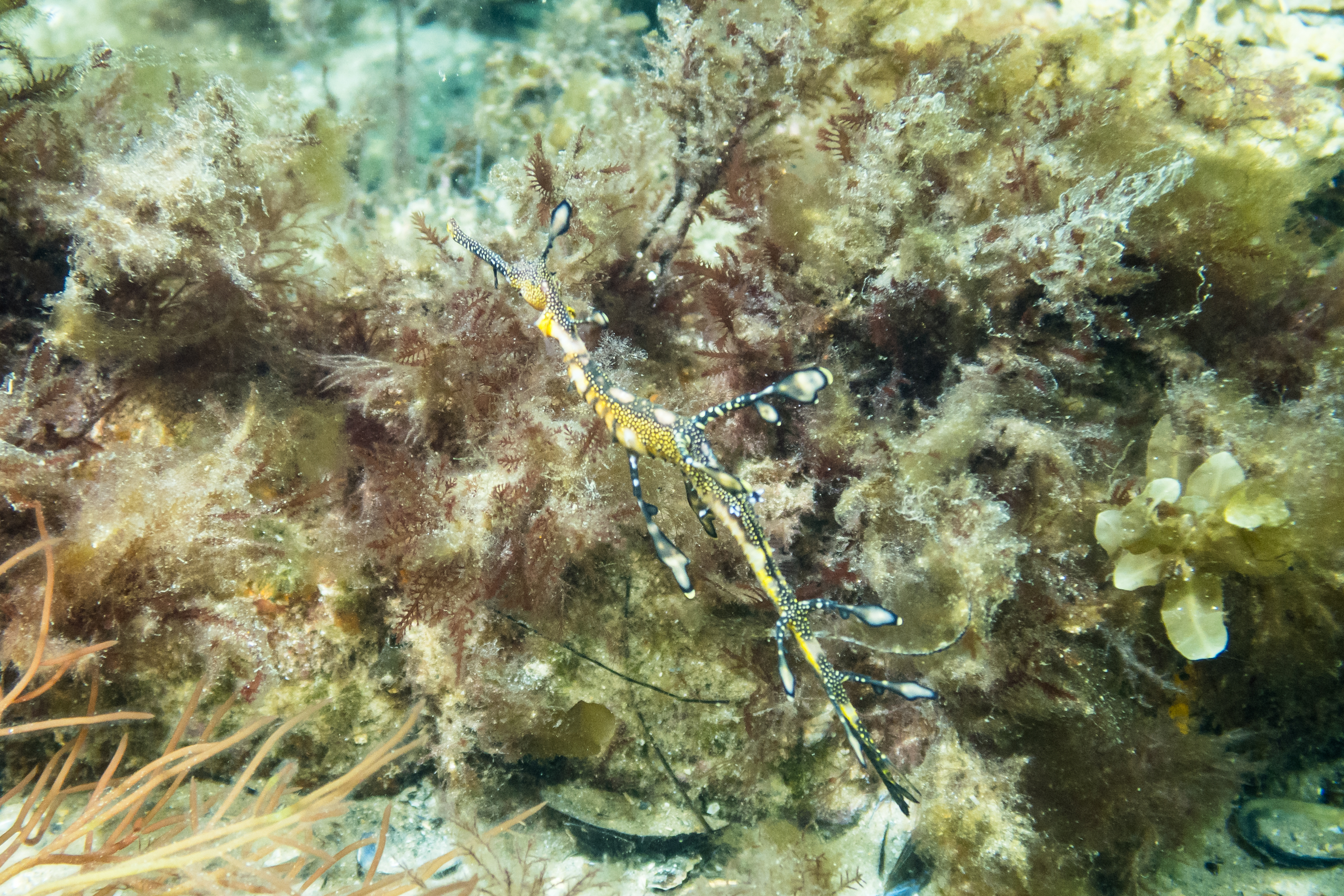 Common Sea Dragon
