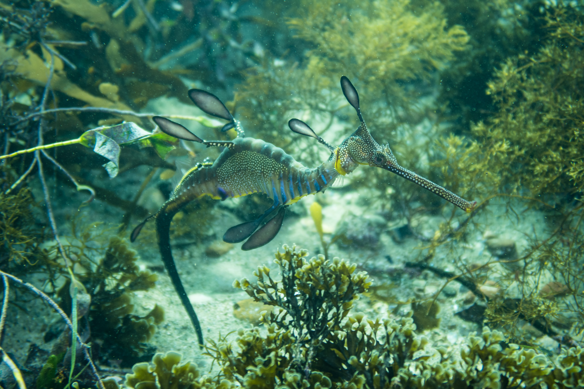 Common Sea Dragon