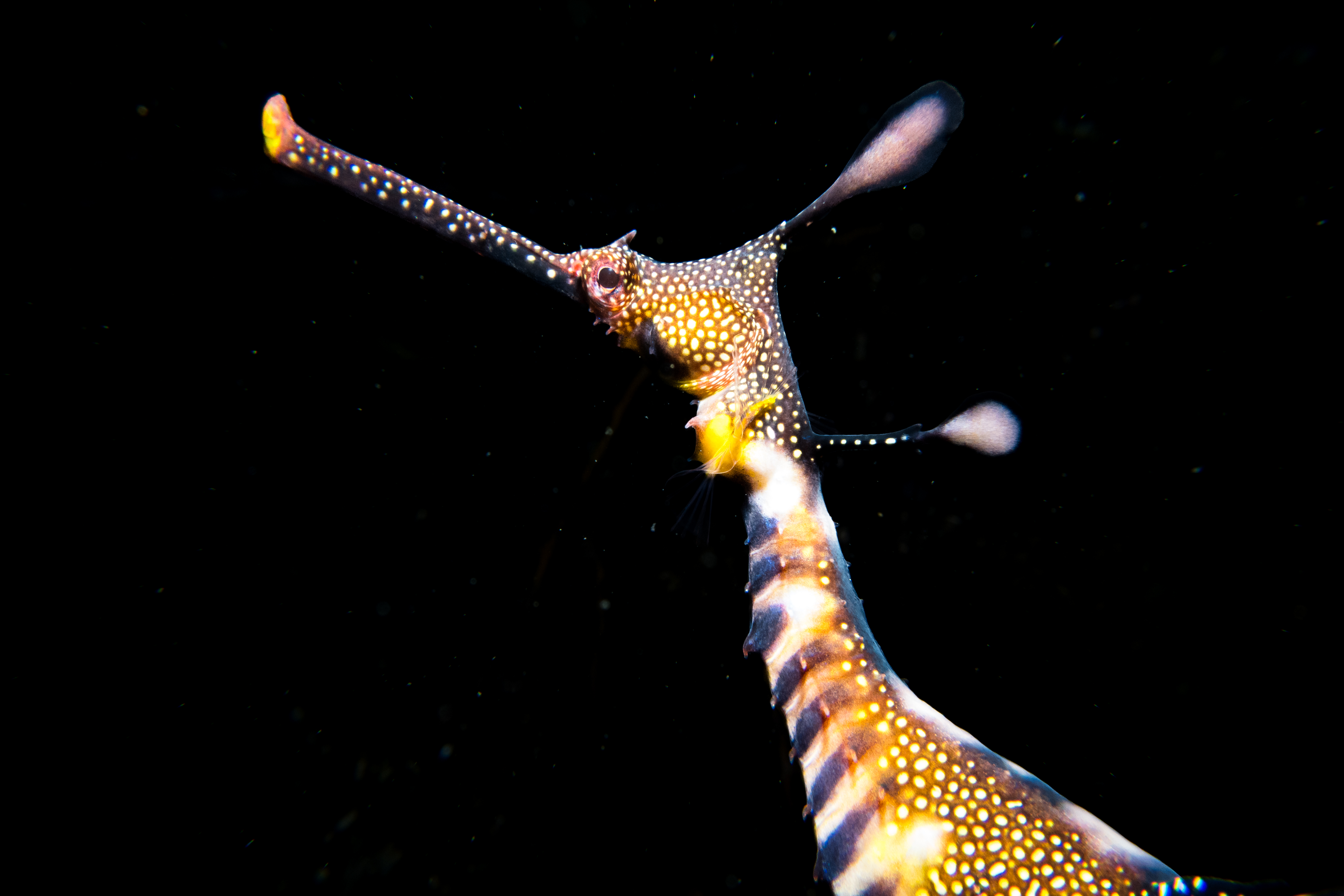 Common Sea Dragon