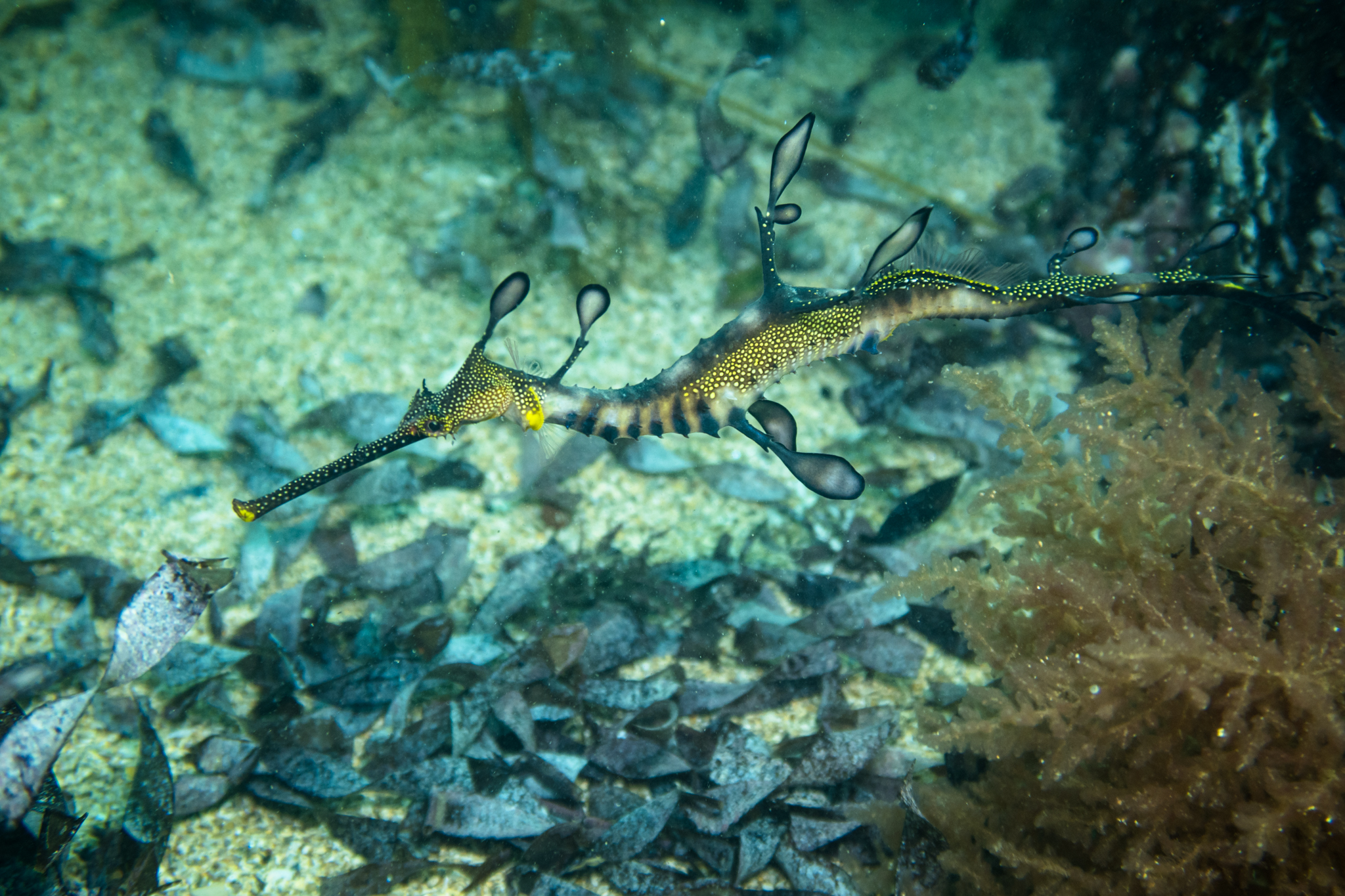 Common Sea Dragon
