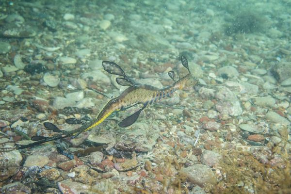 Common Sea Dragon - Photo 7