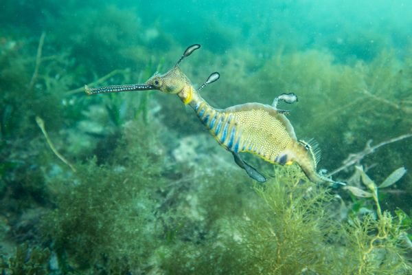 Common Sea Dragon - Photo 9