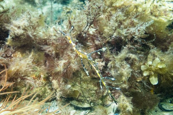 Common Sea Dragon - Photo 13