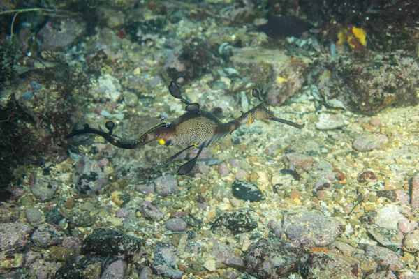 Common Sea Dragon - Photo 14
