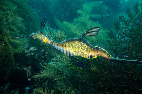 Common Sea Dragon - Flinders Pier / 4 Oct 2025