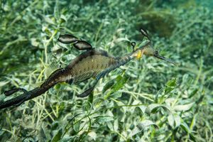 Common Sea Dragon
