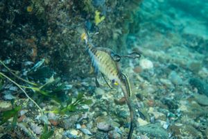 Flinders Pier dive