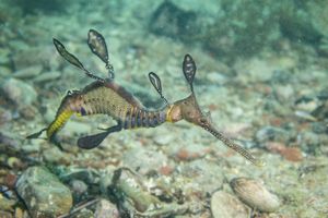 Common Sea Dragon