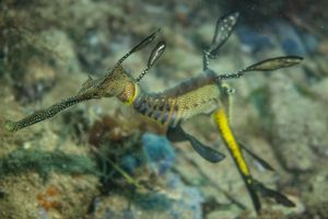 Common Sea Dragon