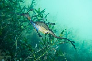 Common Sea Dragon