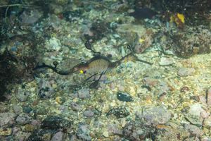 Flinders dive