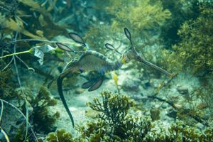 Common Sea Dragon
