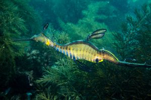 Flinders Pier dive
