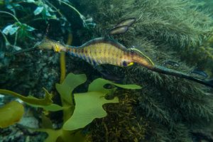 Common Sea Dragon