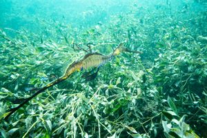 Common Sea Dragon