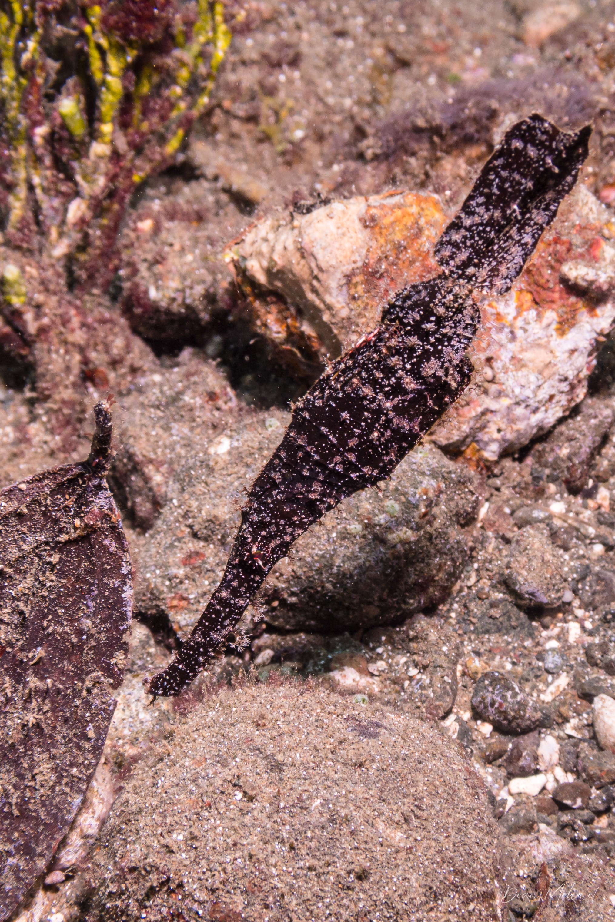 Robust Ghostpipefish