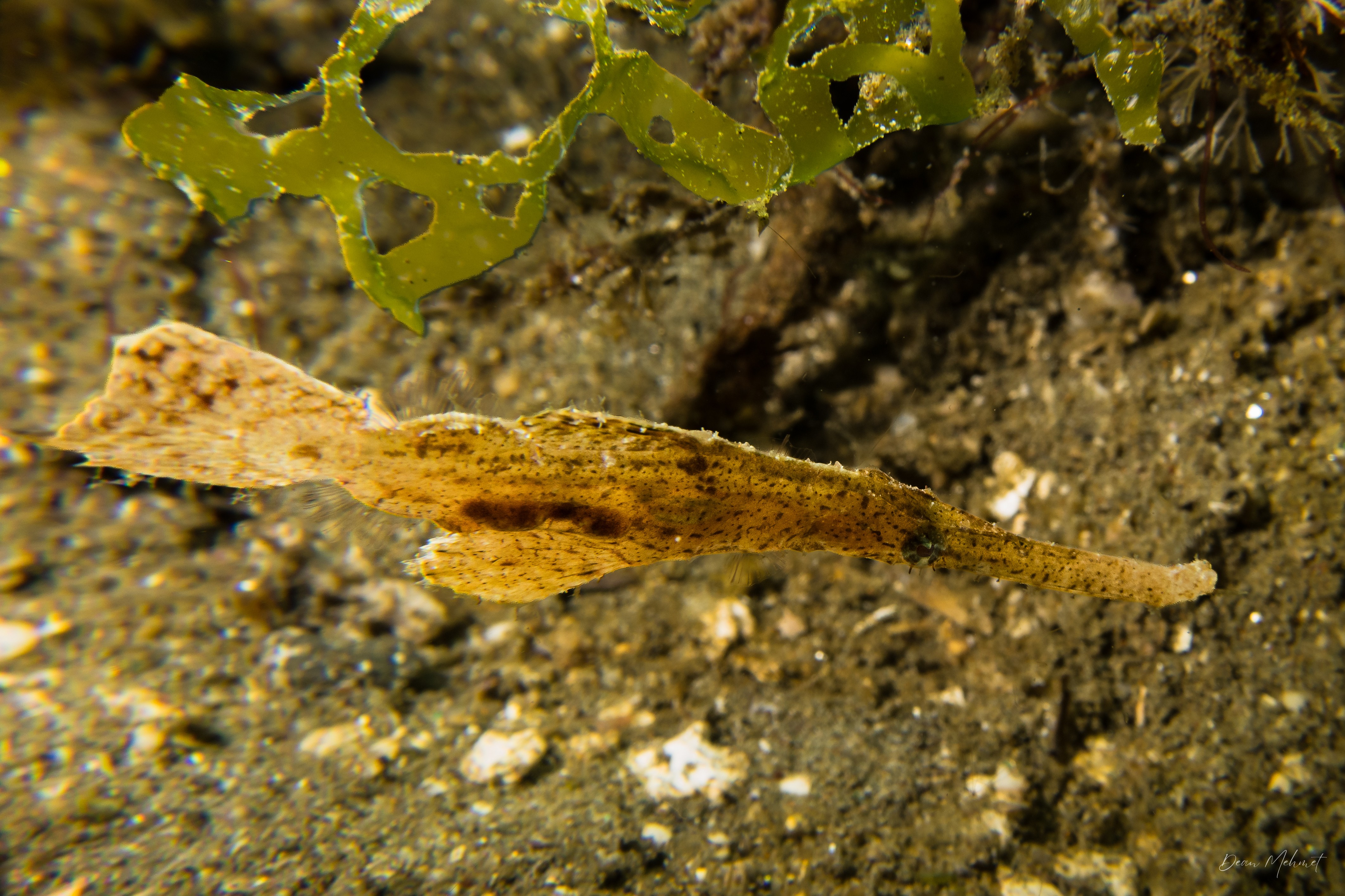 Robust Ghostpipefish
