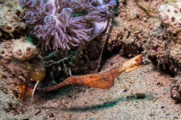 Robust Ghostpipefish - Photo 2