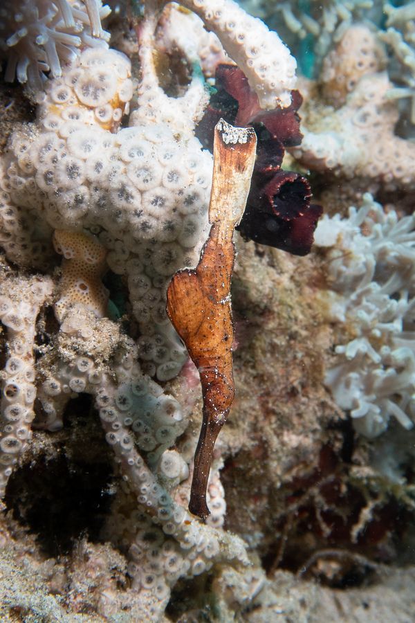 Robust Ghostpipefish - Photo 3