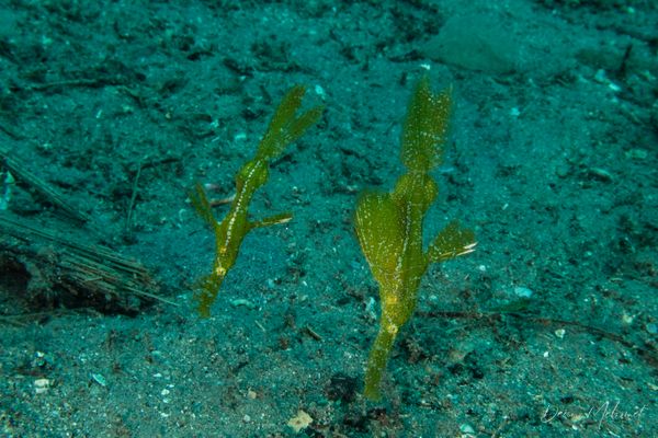Robust Ghostpipefish - Photo 4